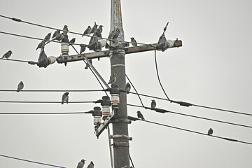 電線に集まるたくさんのムクドリ