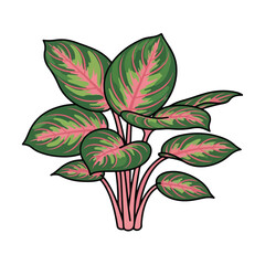 Colorful Caladium Plant with Pink Veins.