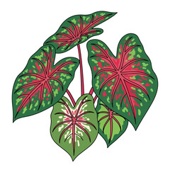 Colorful Caladium Leaves Tropical Foliage Plant.