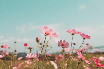 Obraz premium Vibrant Pink Cosmos Flowers Swaying under a Clear Blue Summer Sky in a Beautiful Meadow
