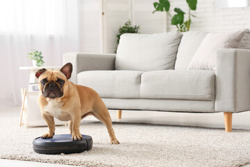 Cute french bulldog standing on robot vacuum cleaner at home