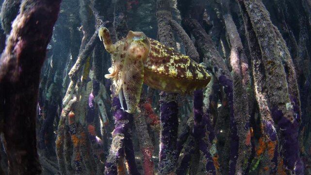 A Broadclub cuttlefish, Ascarosepion latimanus, hovers on the edge of a blue water mangrove forest in Raja Ampat, Indonesia. These cephalopods are rarely seen due to their effective camouflage.