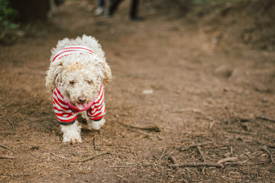 Perro blanco caminando en el bosque con su&eacute;ter blanco y rojo