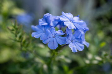Plumbago auriculata (Cape Leadwort) flowers blooming in the garden. Plumbago is used traditionally to treat warts, broken bones and wounds.