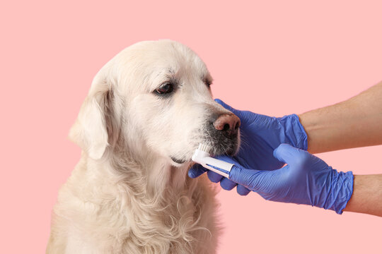 Female hands in medical gloves brushing white Labrador dog teeth on pink background