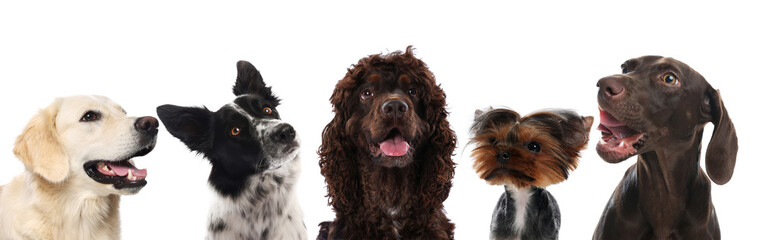 Cute dogs looking in same direction on white background