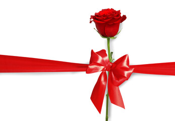 Beautiful rose flower, bow and red ribbon on white background