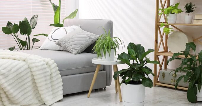 Different beautiful houseplants in pots and daybed indoors, camera moving left