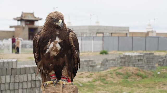 Golden Eagle in Traditional Falconry Gear Perched Outdoors in Mongolia