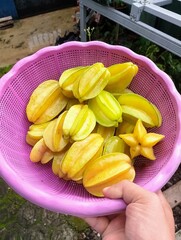 Fresh Ripe Starfruit Carambola in Pink Plastic Basket Top View