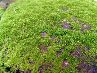 Lush Green Moss Texture Background Macro Photography