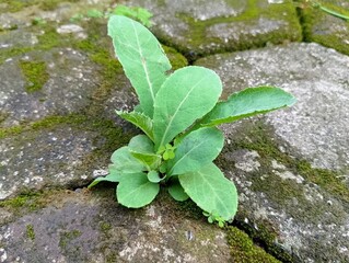 Tempuyung (Sonchus Arvensis) Plant Sprouting Between Paving Bricks in Garden