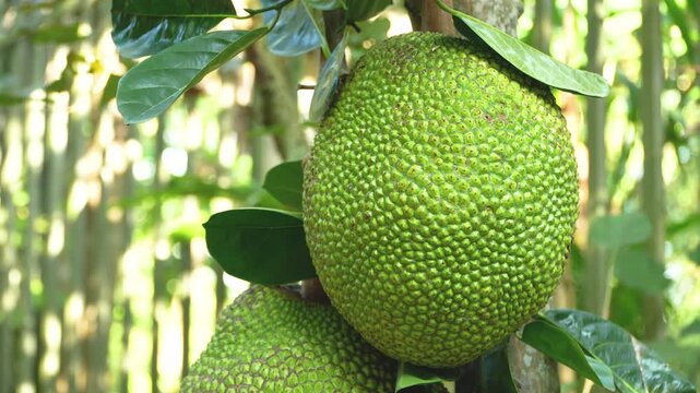 Close-up of fresh green jackfruit hanging from a branch in a tropical Vietnamese orchard garden.