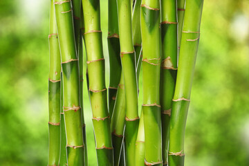 Bamboo branches isolated on white background, closeup
