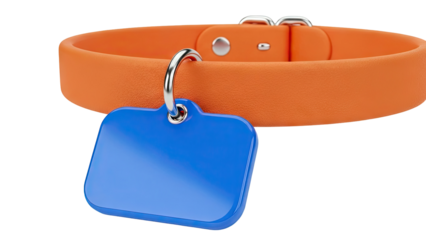 Orange Dog Collar with Blue Tag