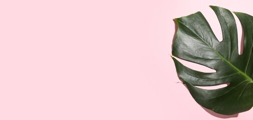Tropical monstera leaf on pink background with space for text, top view © Pixel-Shot