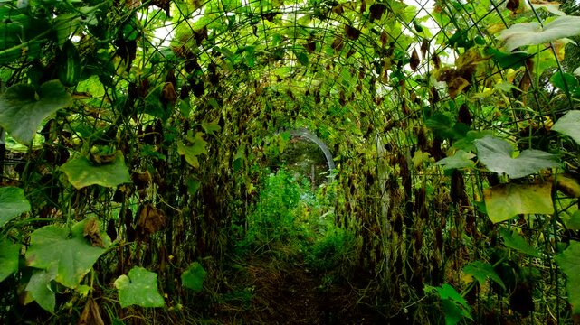Dying cucumber plants tangled all over arch shaped trellis made from cattle panels