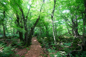 fine spring path through old trees