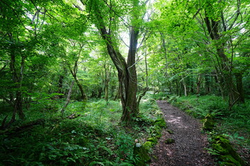 glittering spring forest and path
