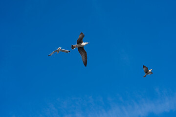 Seagulls flying in the blue sky with white clouds