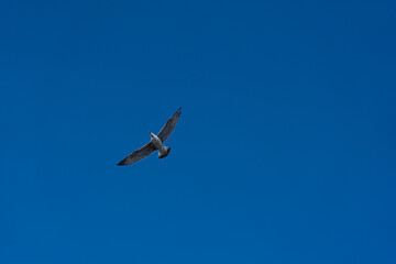 Seagulls flying in the blue sky with white clouds