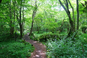 fine spring path through old trees