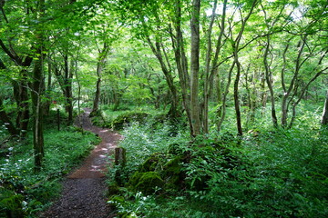 glittering spring forest and path