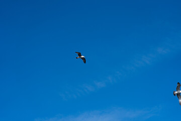 Seagulls flying in the blue sky with white clouds