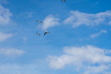 Seagulls flying in the blue sky with white clouds