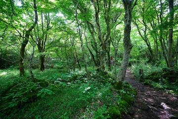 glittering spring forest and path