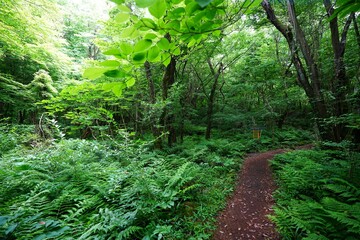 glittering spring forest and path