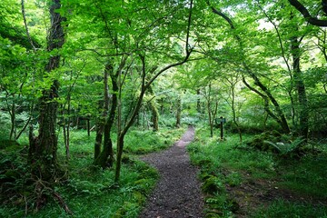 fine spring path in the delightful sunlight
