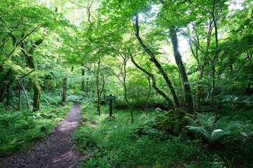 fine spring path in the delightful sunlight