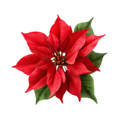 Fototapeta premium Red Poinsettia flower isolated on white background. Top view of vibrant Christmas floral plant for winter holiday decoration and greeting card design PNG