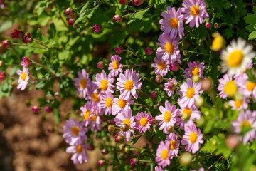 Obraz premium Close-up photo of pink chrysanthemums in full bloom in autumn