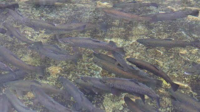 Trout swimming in unison through a water channel