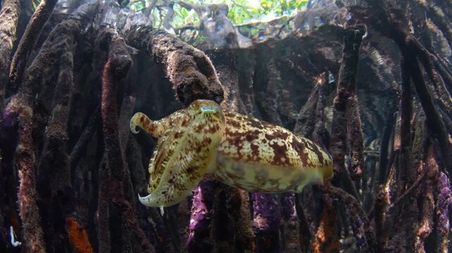 A Broadclub cuttlefish, Ascarosepion latimanus, hovers on the edge of a blue water mangrove forest in Raja Ampat, Indonesia. These cephalopods are rarely seen due to their effective camouflage.