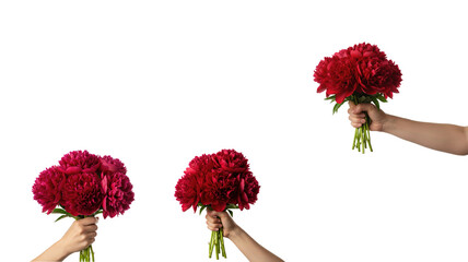 Hand holding red flower bouquet isolated on white background, symbolizing love, romance, gift giving, celebration, and special moments.