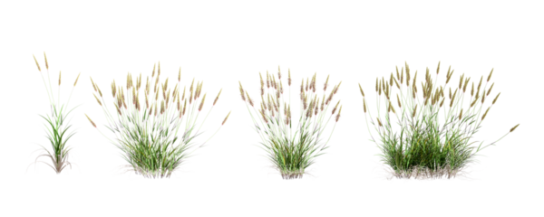 grass isolated on white background