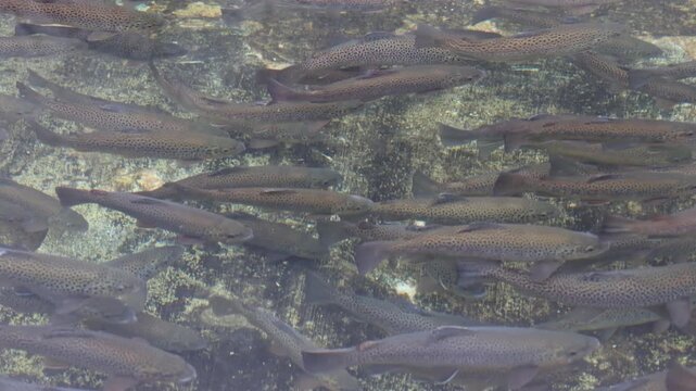 Trout swimming in unison through a water channel
