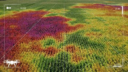 Smart agriculture drone scanning corn field with thermal mapping technology monitoring plant health for precision farming efficiency - Powered by Adobe