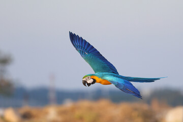 Colorful Blue and Gold Macaw flying in the sky. Free flying bird