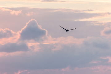 Fototapeta premium Pelican Gliding in the Sky at Sunset