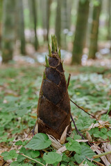 Fototapeta premium Bamboo shoot sprout on forest floor, young bamboo plant emerging among leaves and moss, closeup of nature growth and greenery in a woodland scene with textured stem.