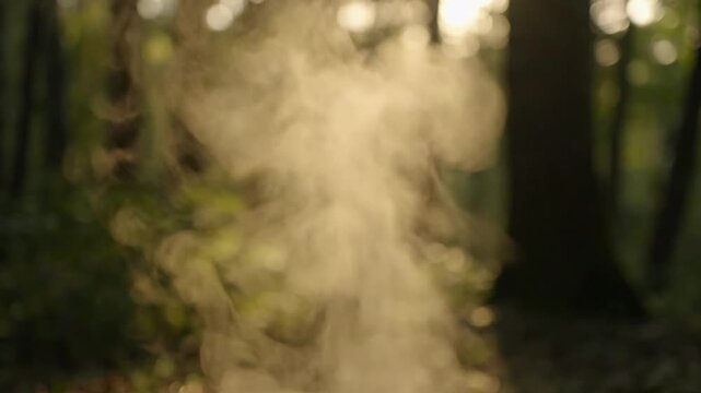Smoke rising in a misty forest with sunlight filtering through trees