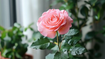 Delicate pink rose in a window