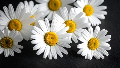 Several white daisies with yellow centers, lie on a dark textured background, creating a clean floral scene