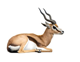 Obraz premium A large antelope with long horns lies down