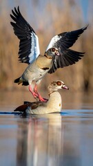 Two Egyptian geese. One lands on the other's back, wings spread, on water with reflected sky and reeds in background