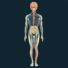 Illustration of the human body showing the brain nerves and nervous system on a dark background color , vector style simple color
